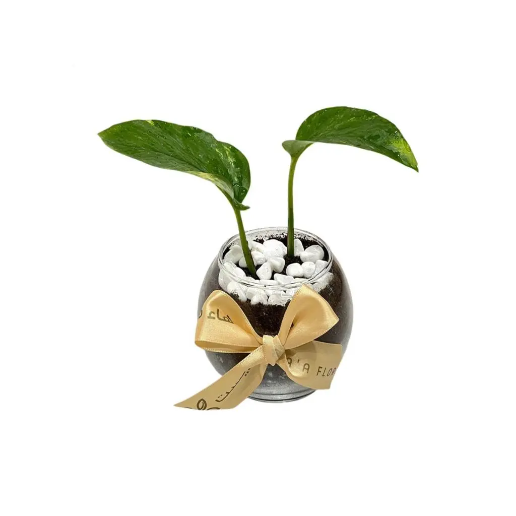 Pothos Vase